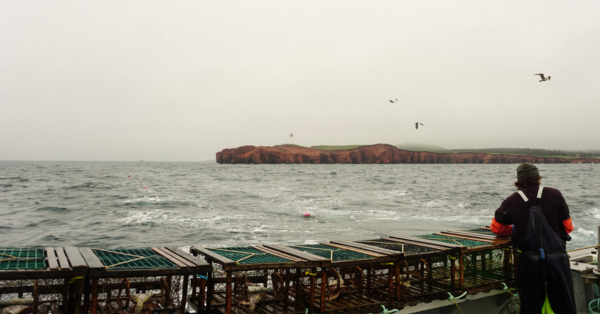 Complete Guide to Lobster Season in the Magdalen Islands